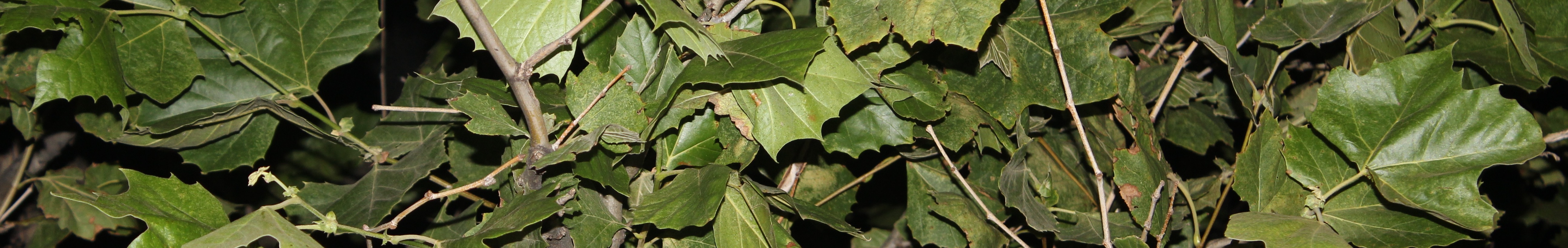 Environmental Education Club Header